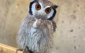 フクロウの巣カフェ