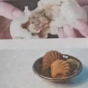 La maison clochetteの写真