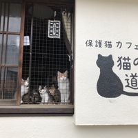 保護猫カフェ 猫の道草の写真