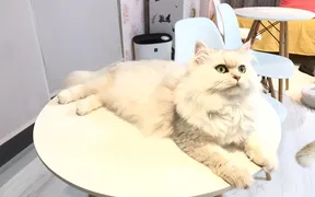 猫カフェ 猫ちゃんといっしょ