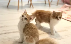 猫カフェ 猫ちゃんといっしょ