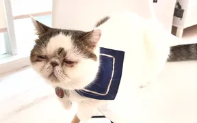 猫カフェ 猫ちゃんといっしょ