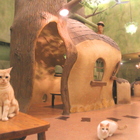 Cat Cafe てまりのおうちの写真