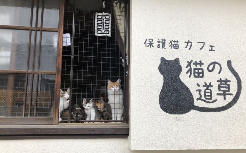保護猫カフェ 猫の道草 和歌山県和歌山市榎原 猫カフェ Paypayグルメ